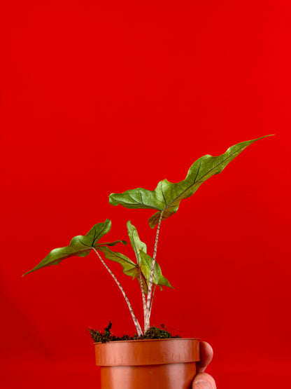 Alocasia ‘Sabrina‘