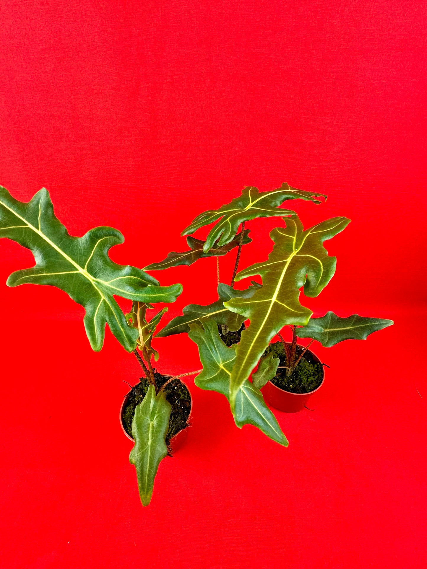 Alocasia Portei