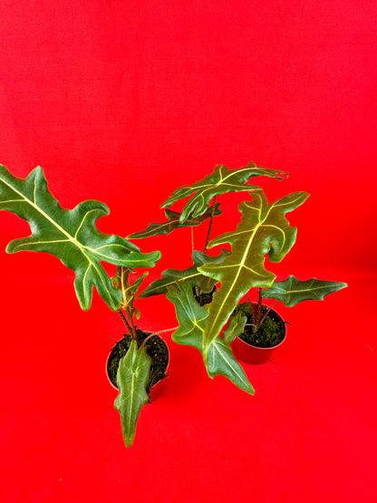 Alocasia Portei