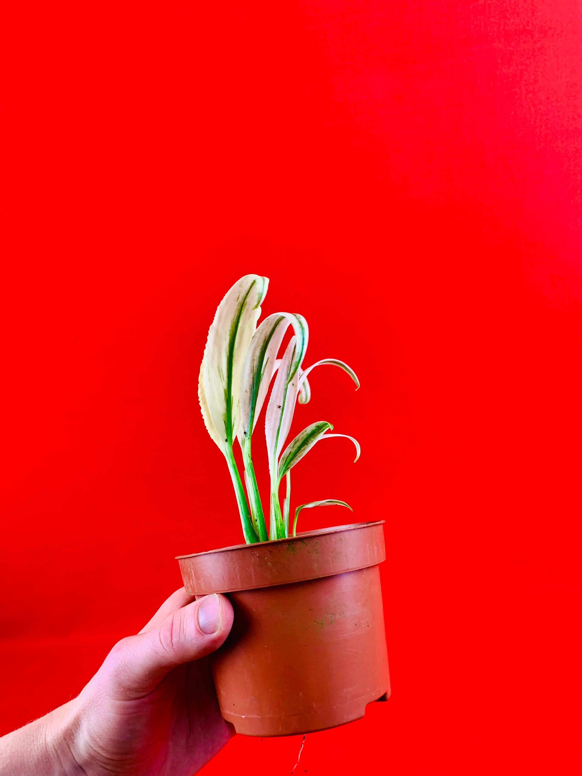 Epipremnum Amplissimum Variegata - LUplnts
