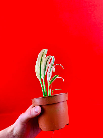 Epipremnum Amplissimum Variegata - LUplnts