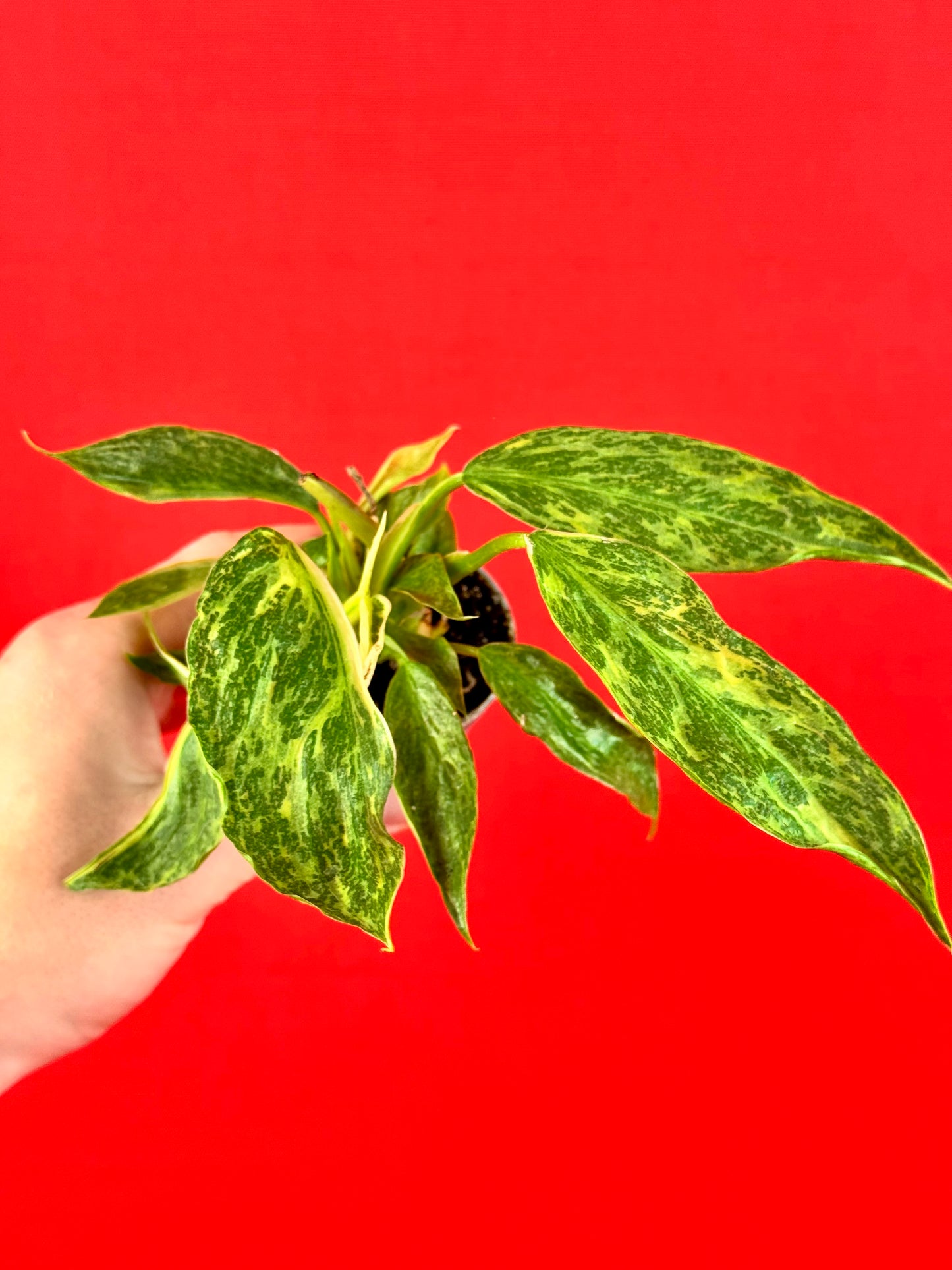 Philodendron Bundle (s)