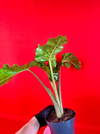 Alocasia Macrorrhiza