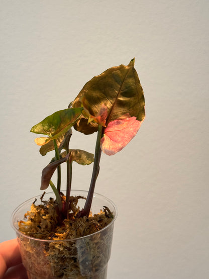 Syngonium Strawberry Ice