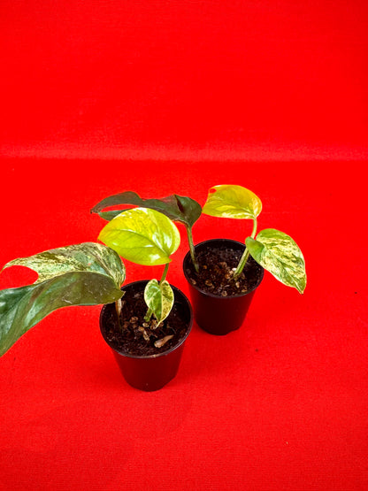 Epipremnum pinnatum 'Marble Variegata' (s)