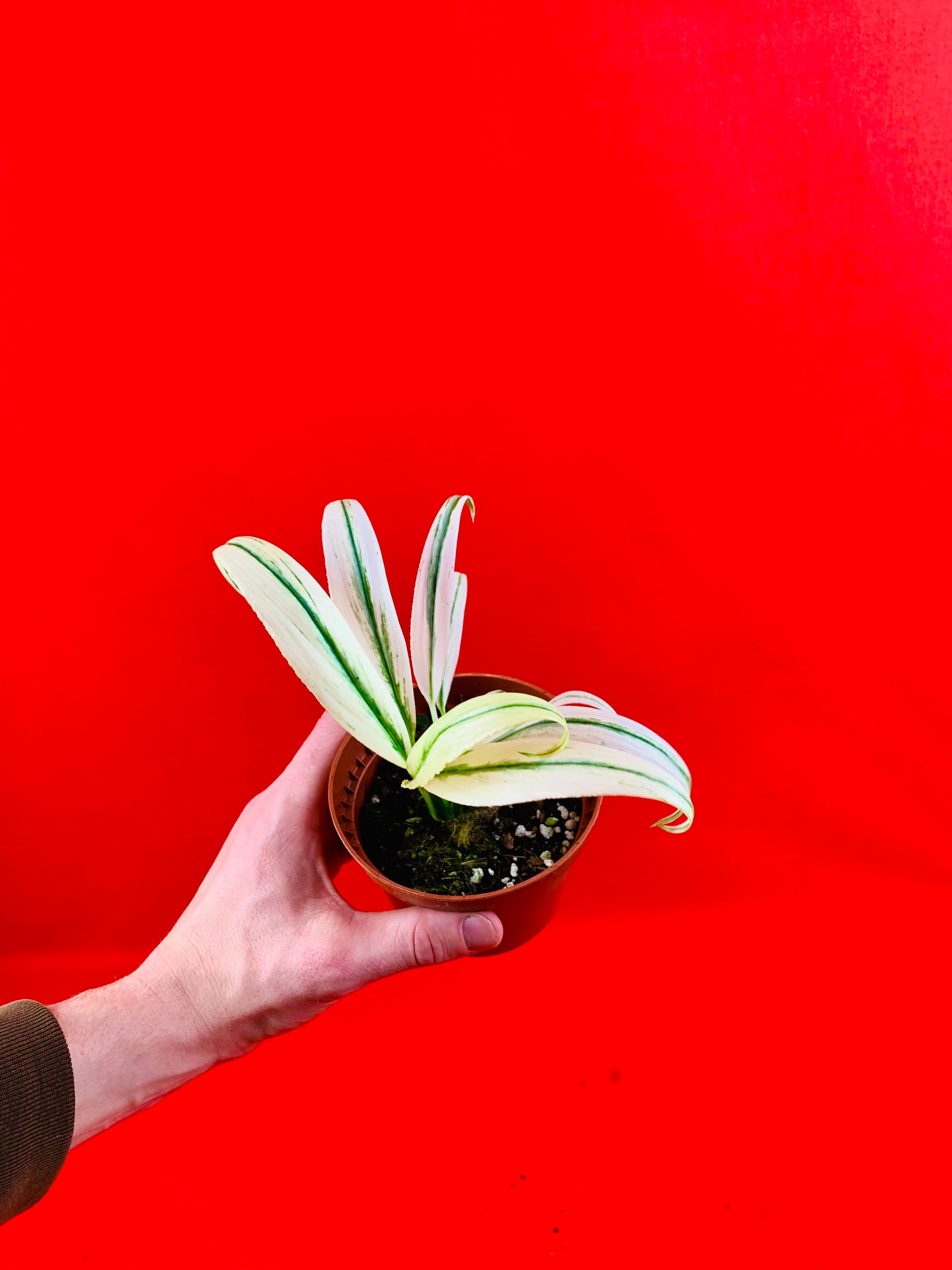Epipremnum Amplissimum Variegata - LUplnts