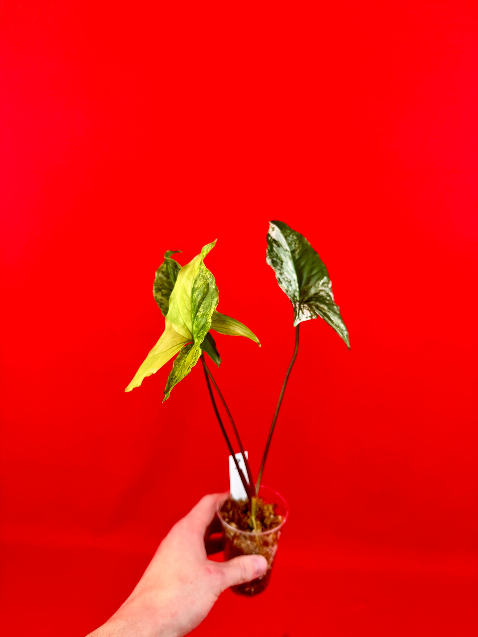 Syngonium Variegata (s) - LUplnts