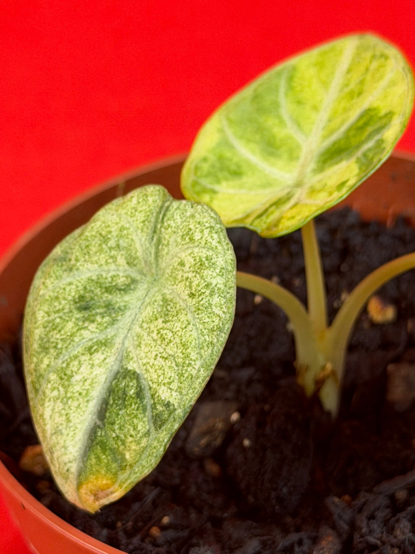Alocasia Ninja Aurea Variegata - LUplnts
