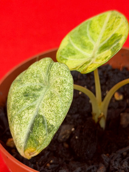Alocasia Ninja Aurea Variegata - LUplnts