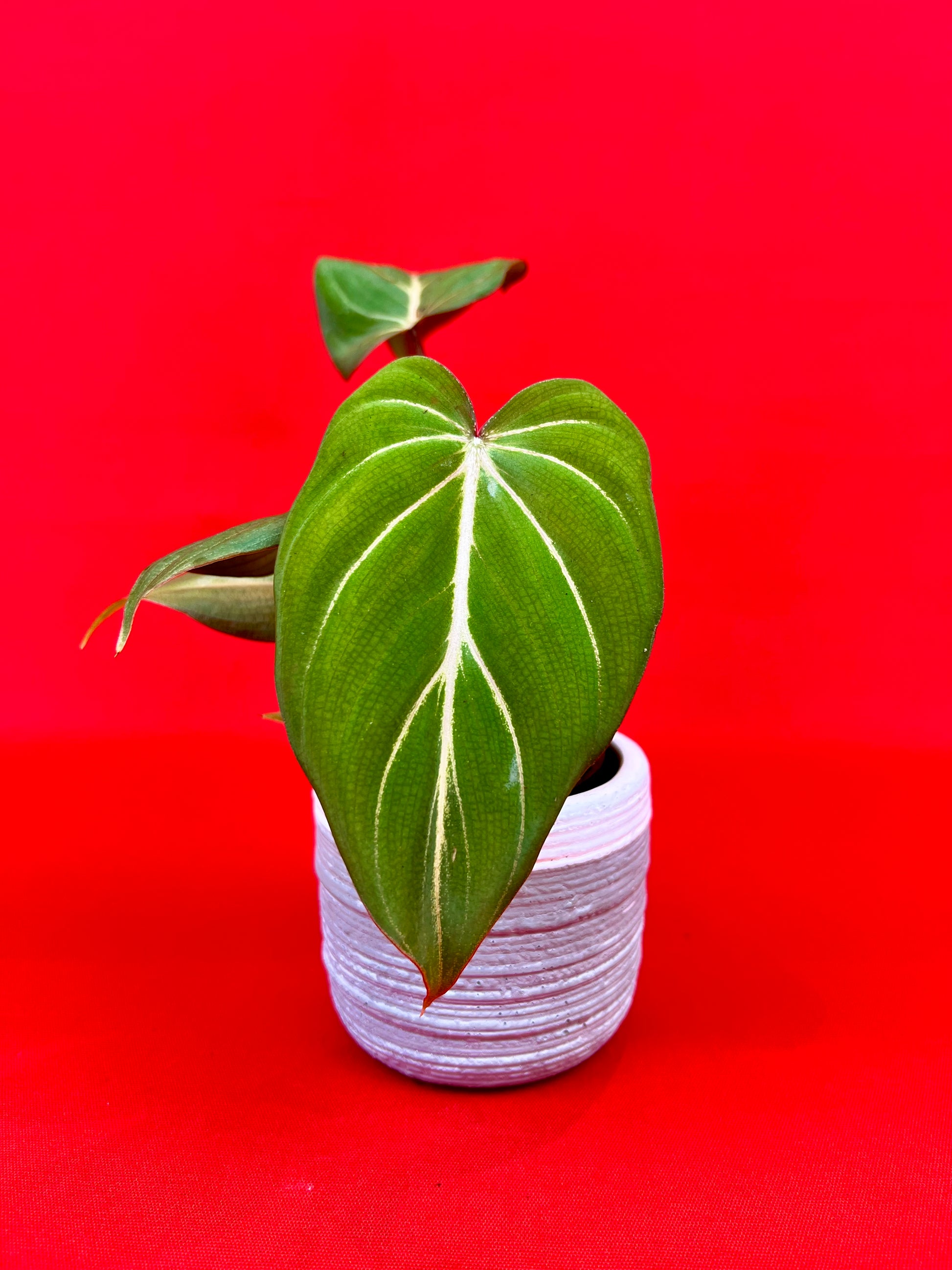 Philodendron Gloriosum (s) - LUplnts