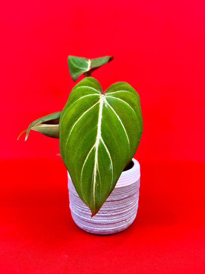 Philodendron Gloriosum (s) - LUplnts