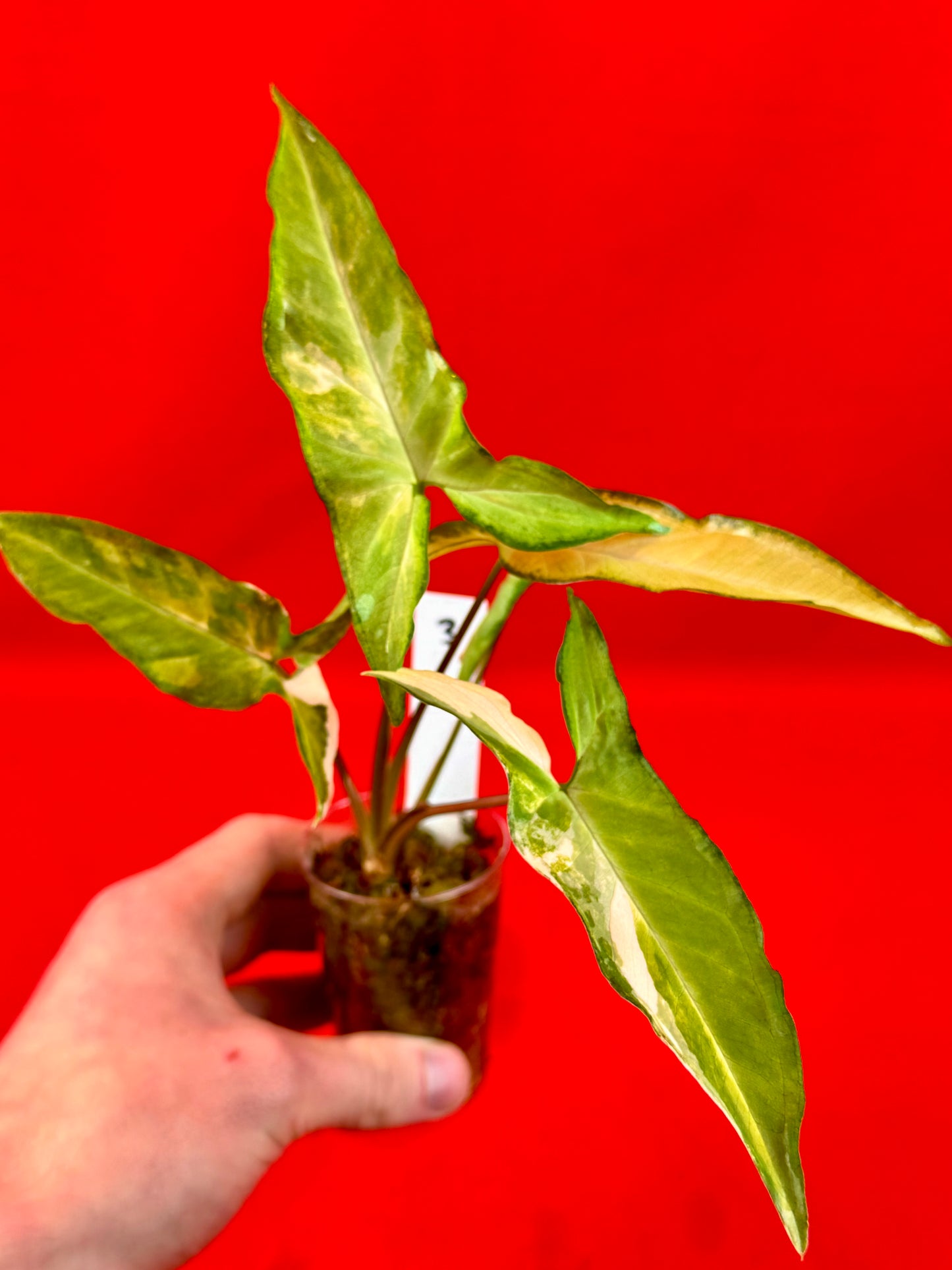 Syngonium Angustatum Variegata (s)