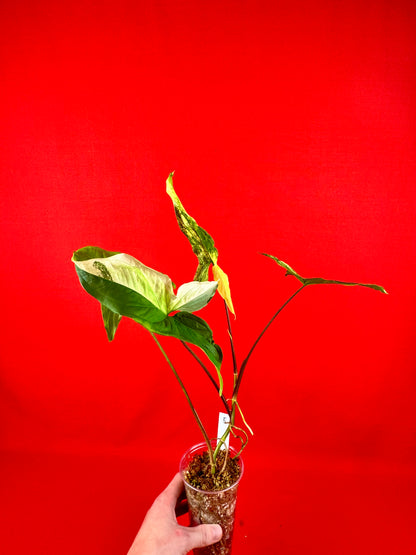 Syngonium Variegata (s) - LUplnts