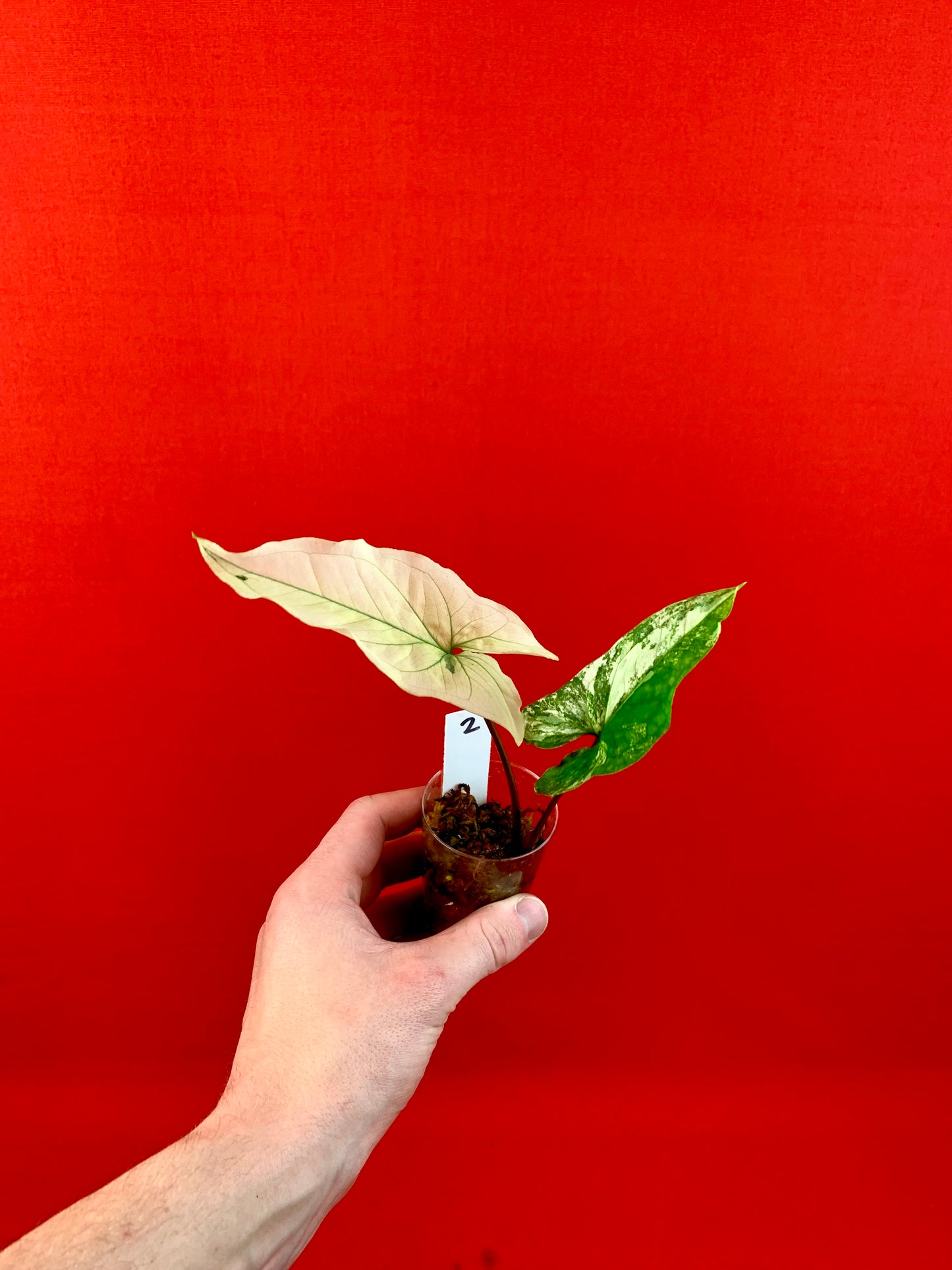 Syngonium Variegata (s)