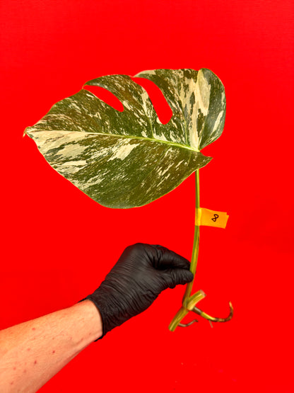 Monstera Deliciosa Variegata (cutting)