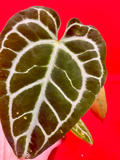 Anthurium Crystallinum