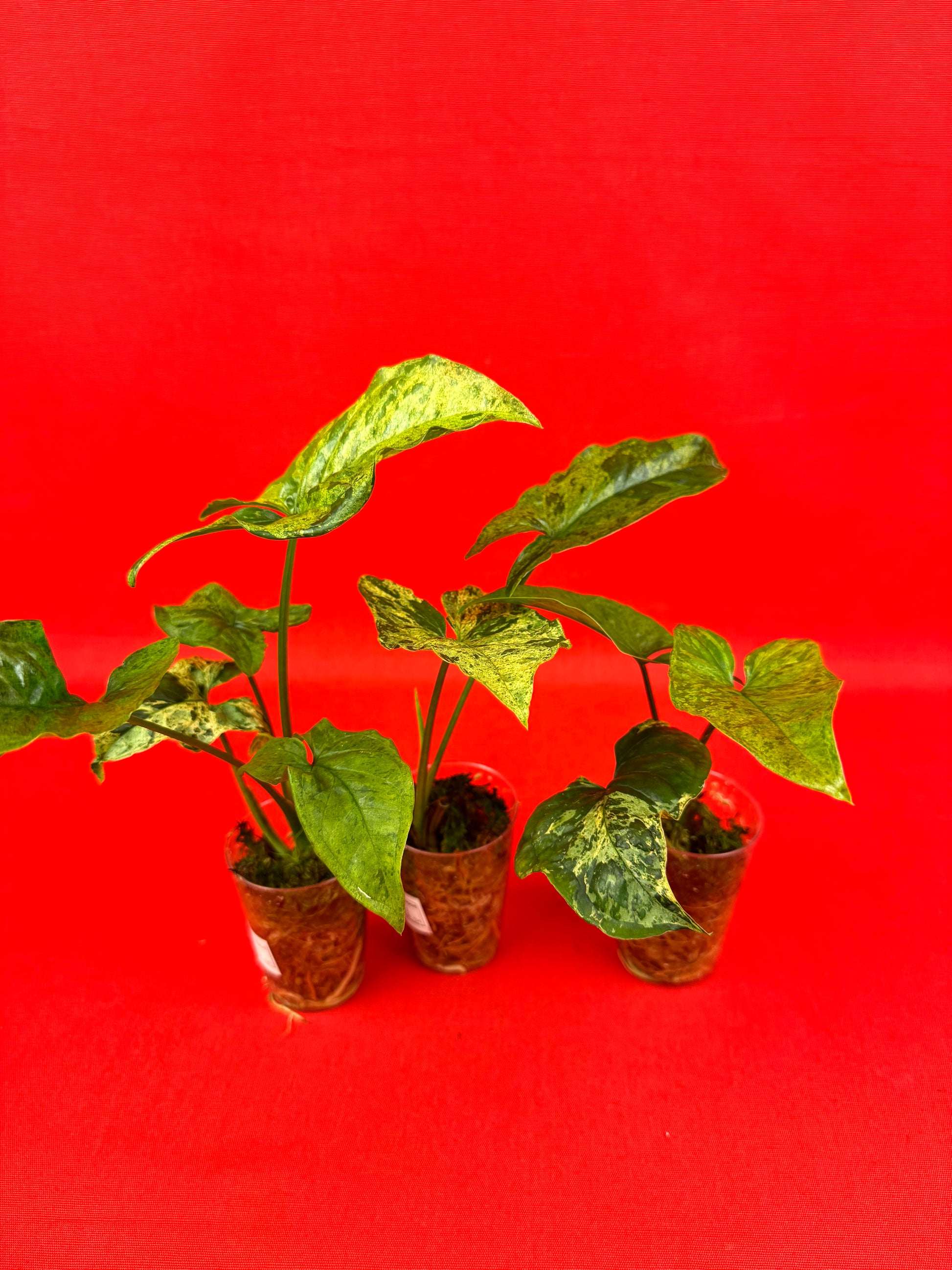 Syngonium Mottled Mojito (s) - LUplnts