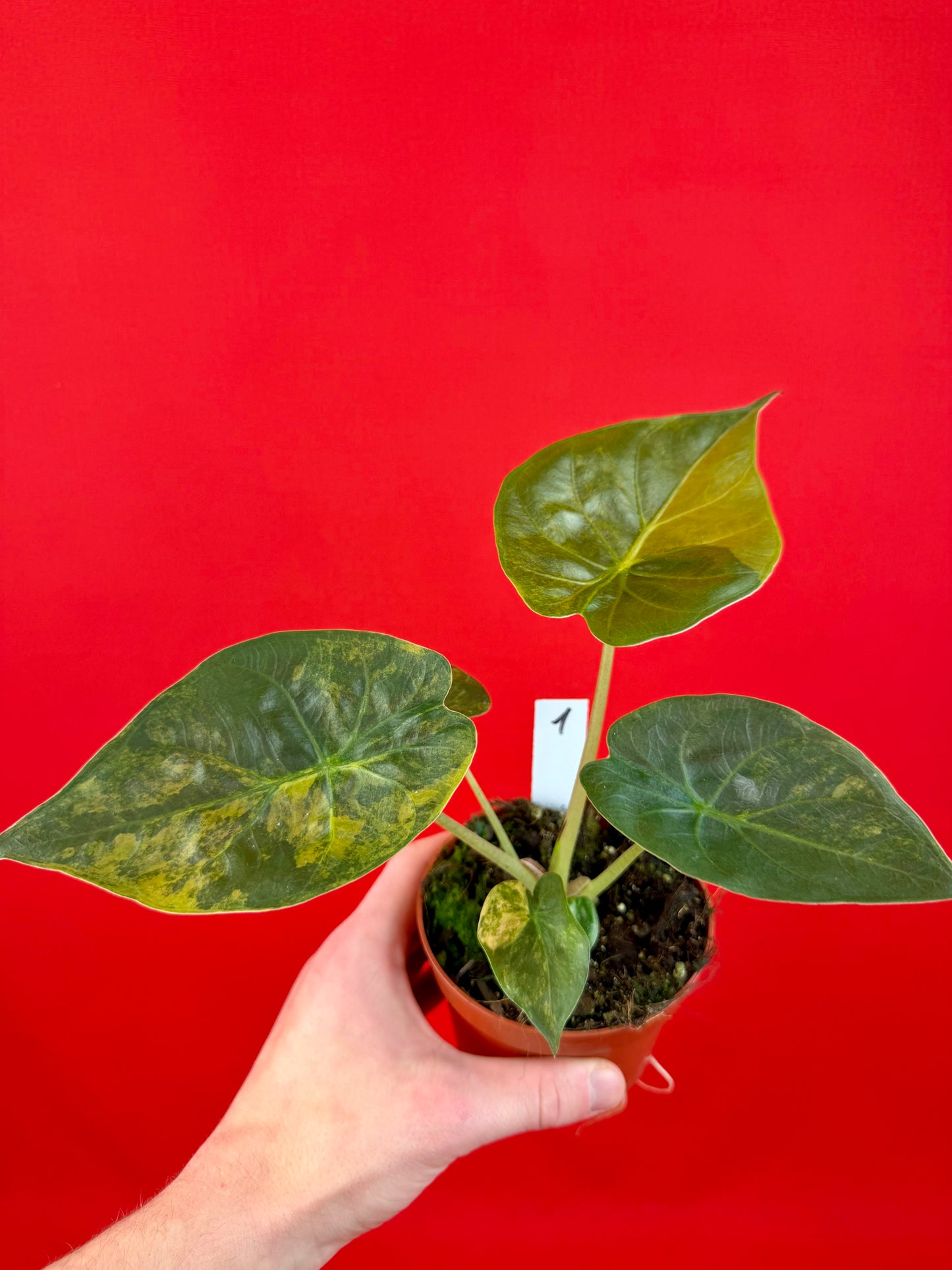 Alocasia wentii ‘Aurea‘