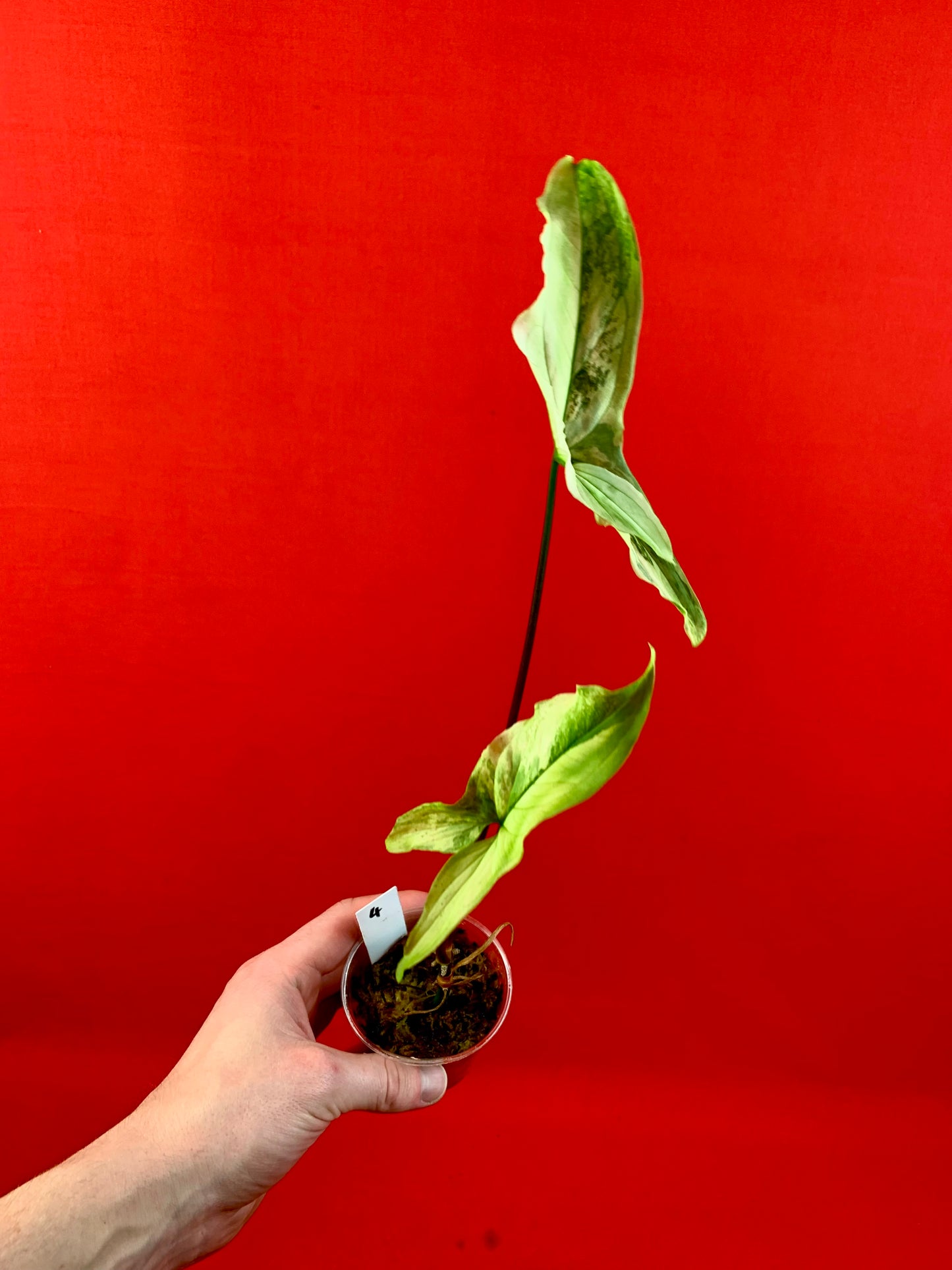 Syngonium Variegata (s)