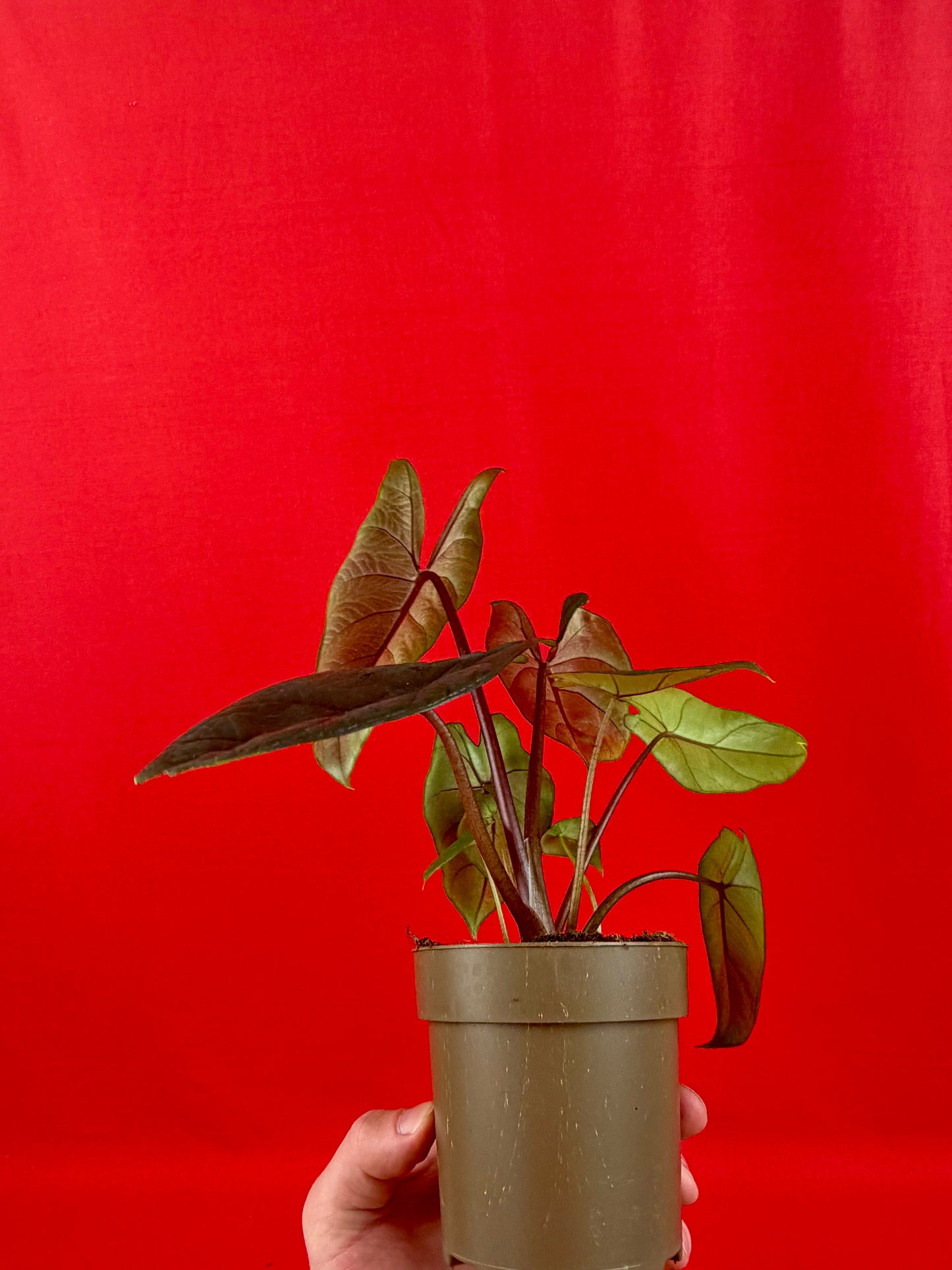 Alocasia Scalprum