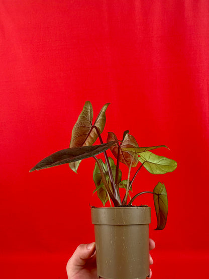 Alocasia Scalprum
