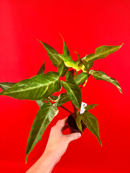 Syngonium Angustatum Variegata