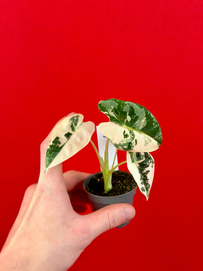 Alocasia micholitziana 'Frydek Variegata' (s)
