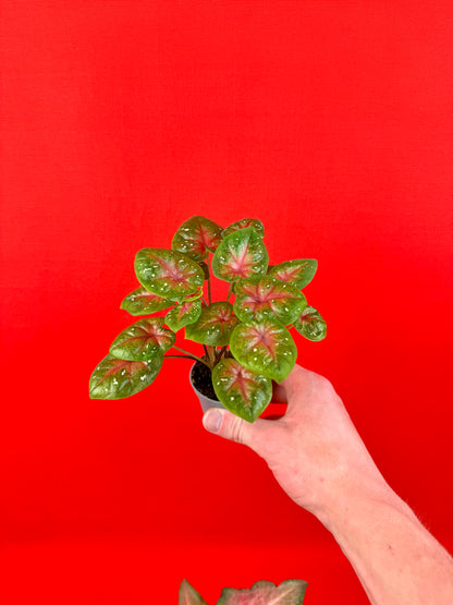 Caladium-Bündel (s)