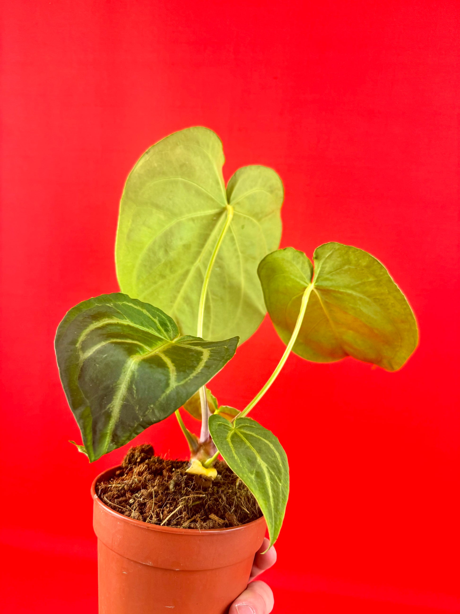 Anthurium Magnificum - LUplnts