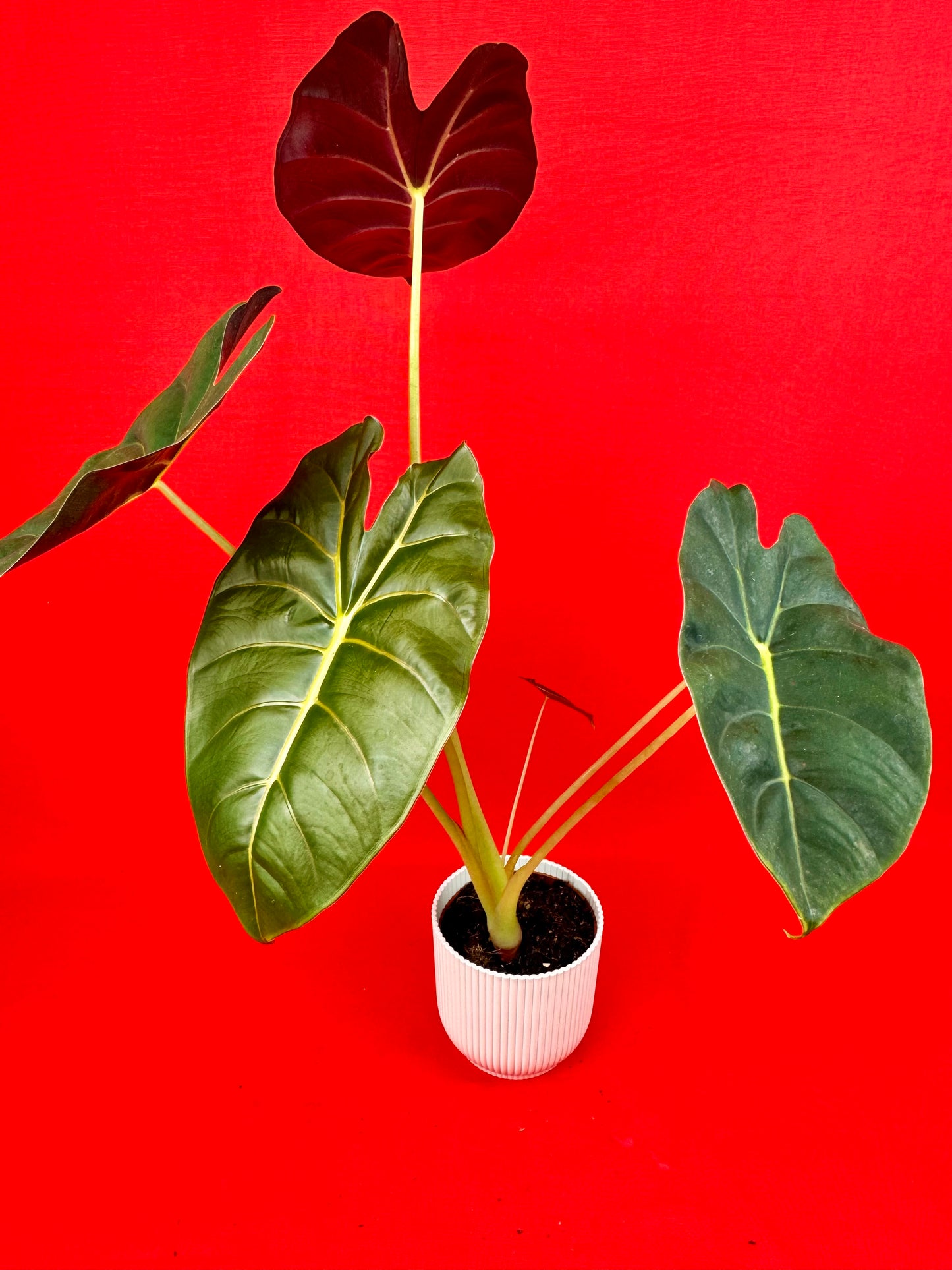 Alocasia Golden Bone