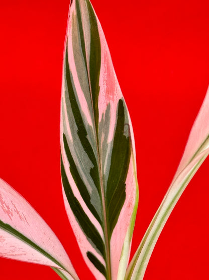 Musa Florida Variegata