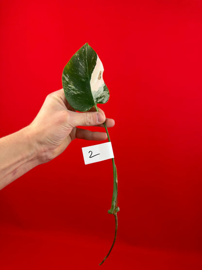 Monstera Deliciosa Variegata (cutting) - LUplnts