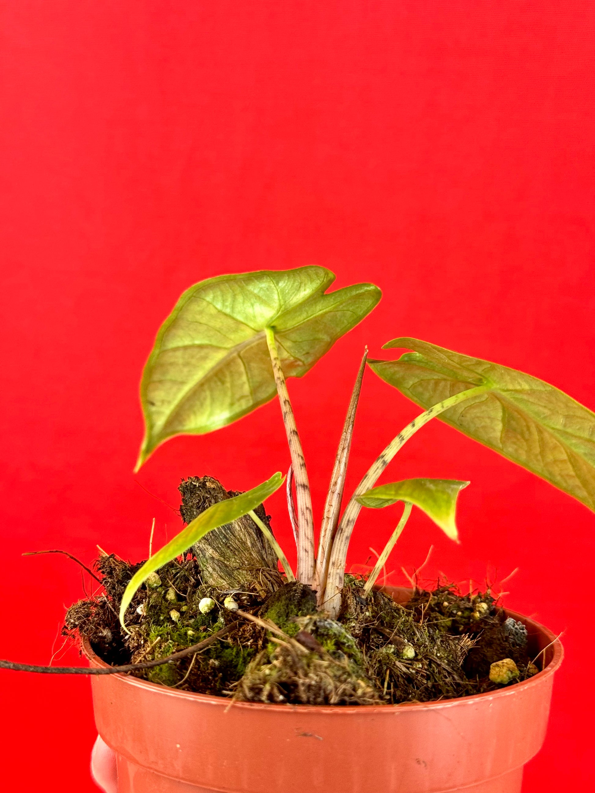Alocasia sulawesi Green Carpet - LUplnts