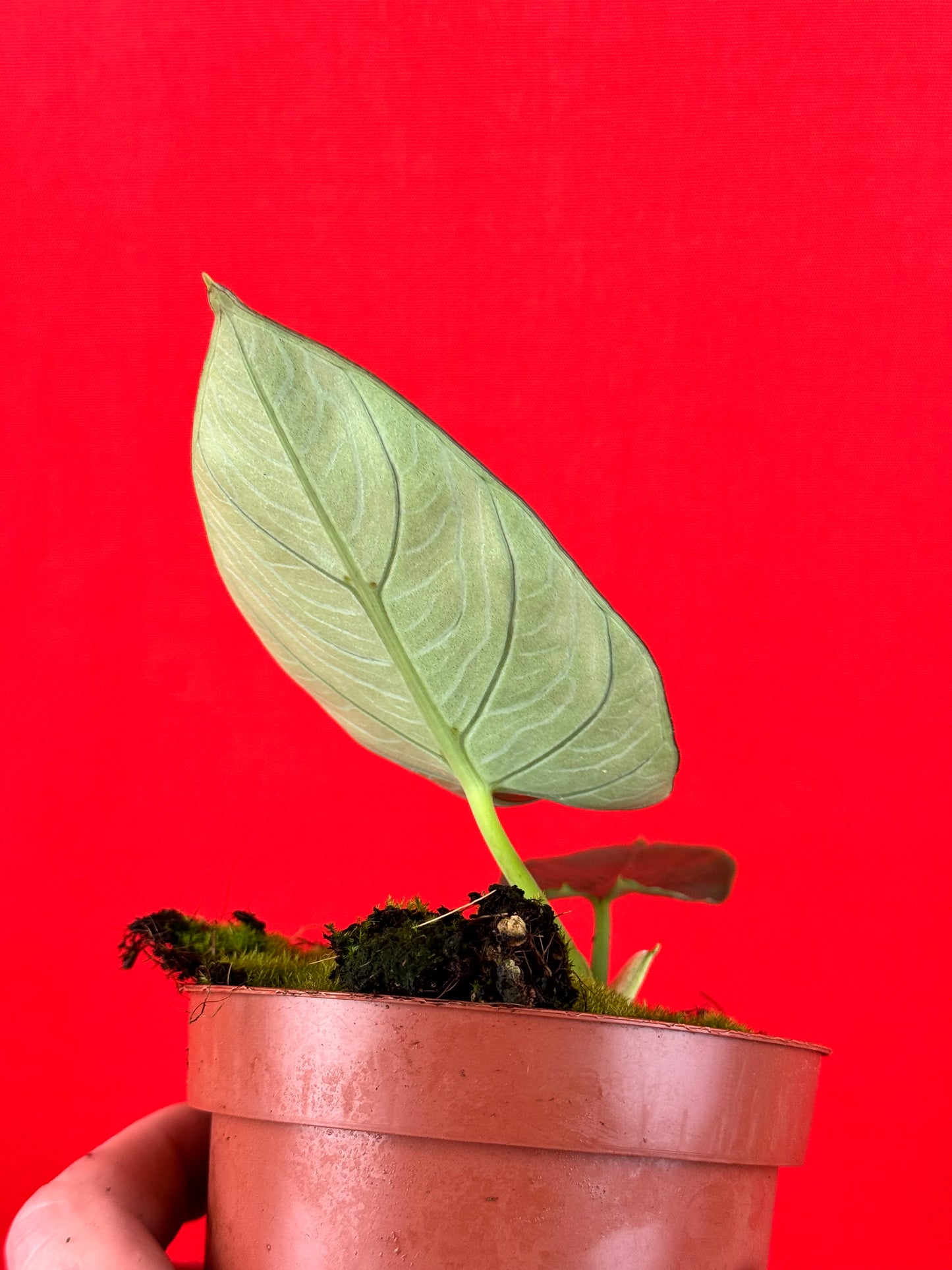 Alocasia scabriuscula - LUplnts