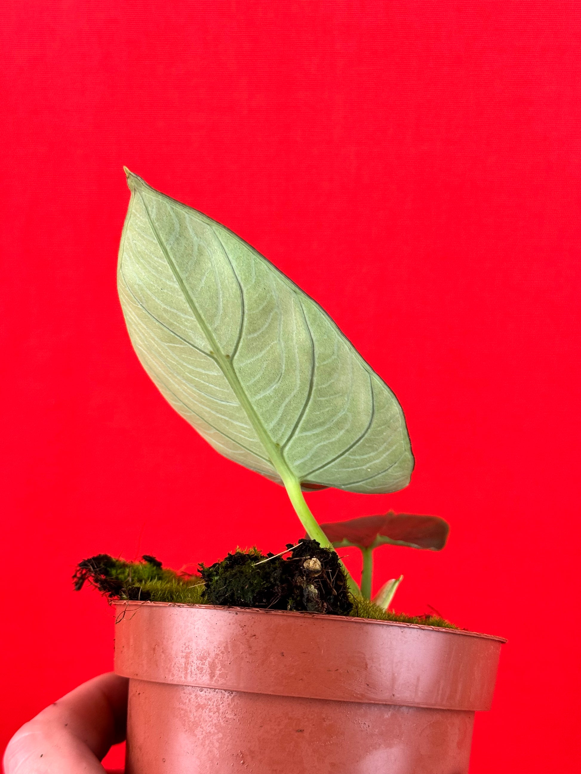 Alocasia scabriuscula - LUplnts