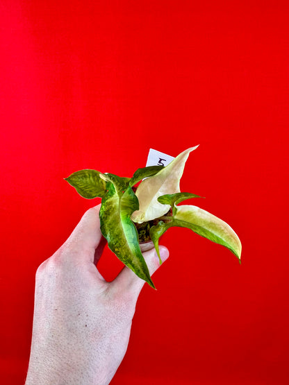 Syngonium Angustatum Variegata (s)