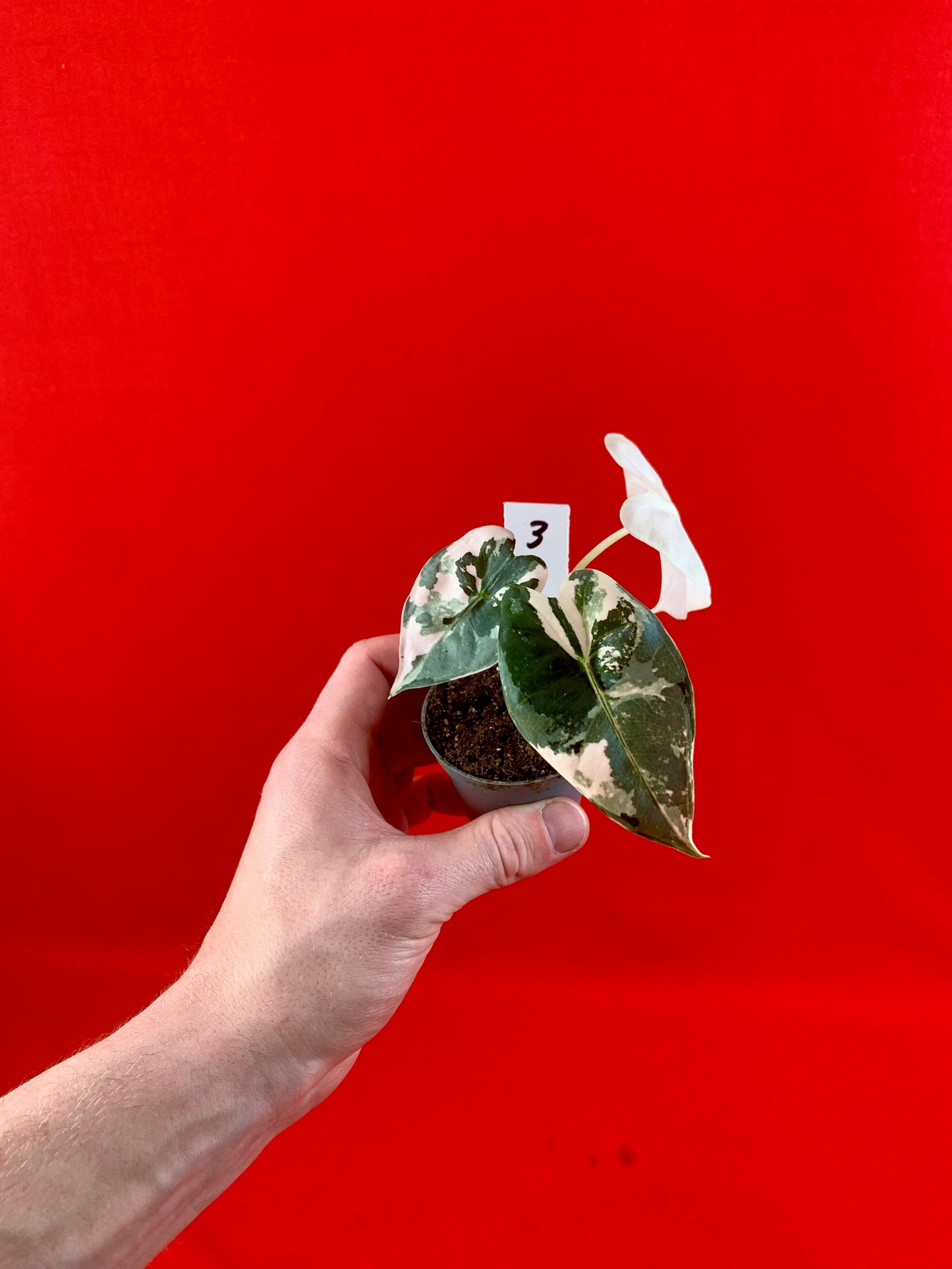 Alocasia micholitziana 'Frydek Variegata' (s) - LUplnts