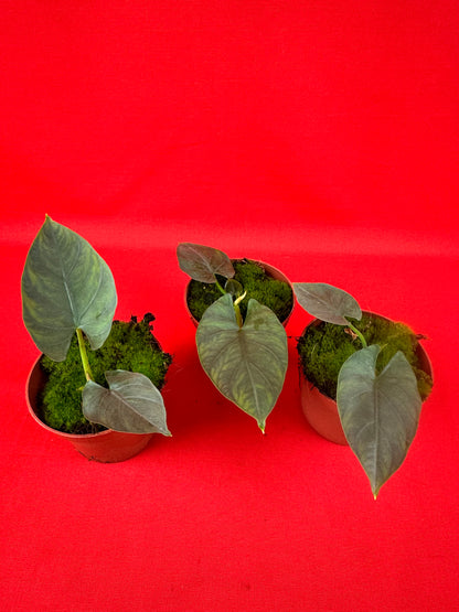Alocasia scabriuscula - LUplnts