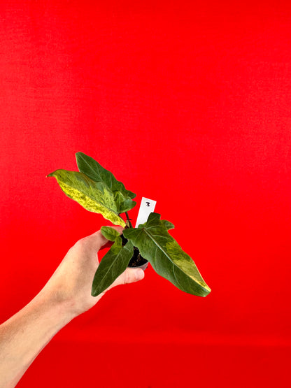 Alocasia lauterbachiana 'Variegata' (s)