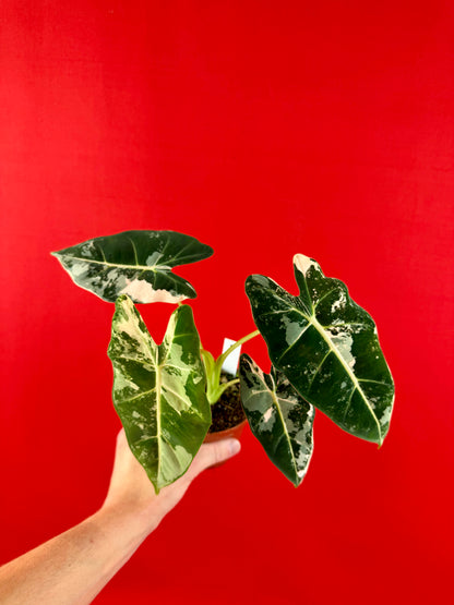 Alocasia micholitziana ‚Frydek Variegata‘