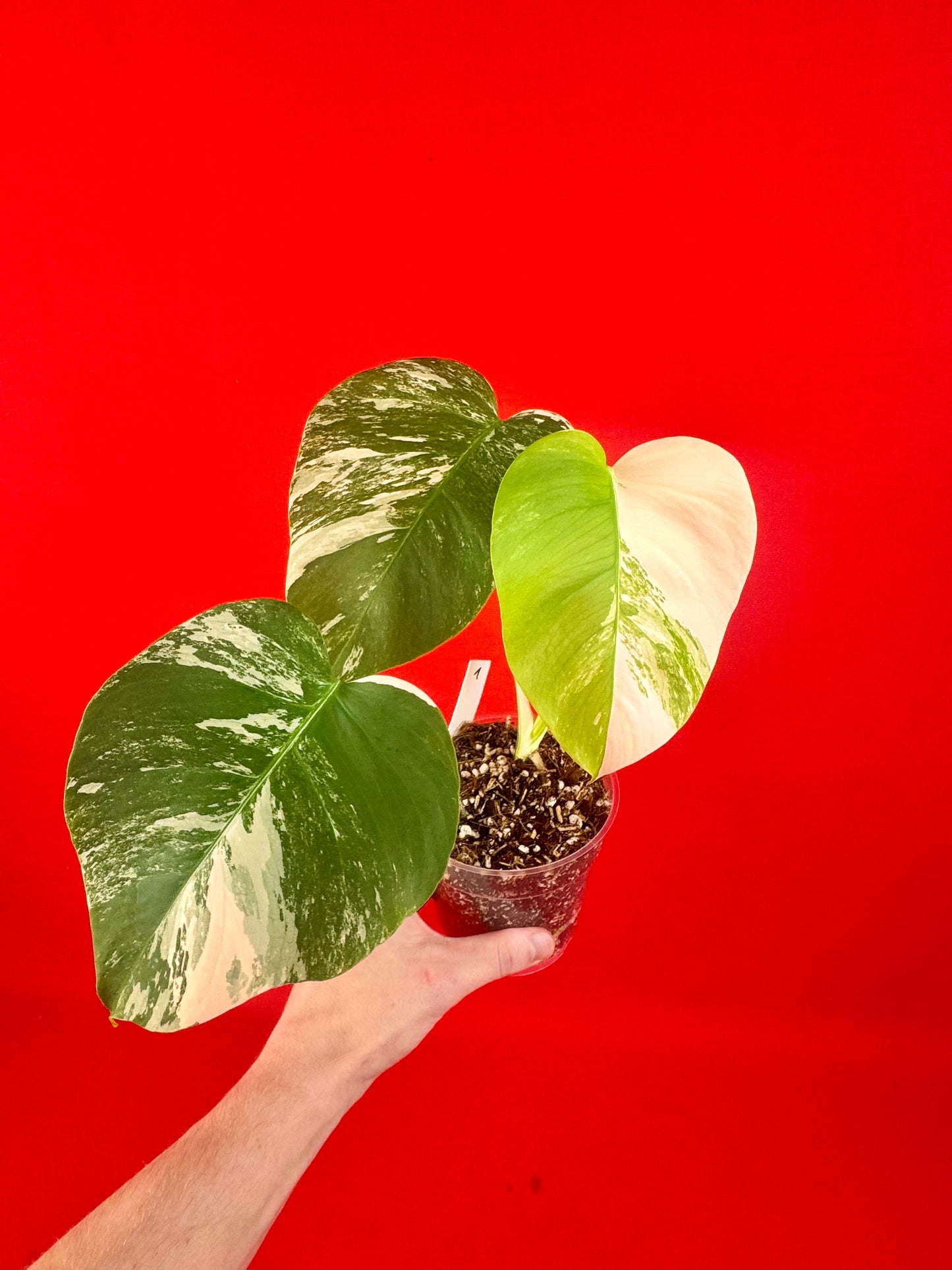 Monstera Deliciosa Variegata - LUplnts