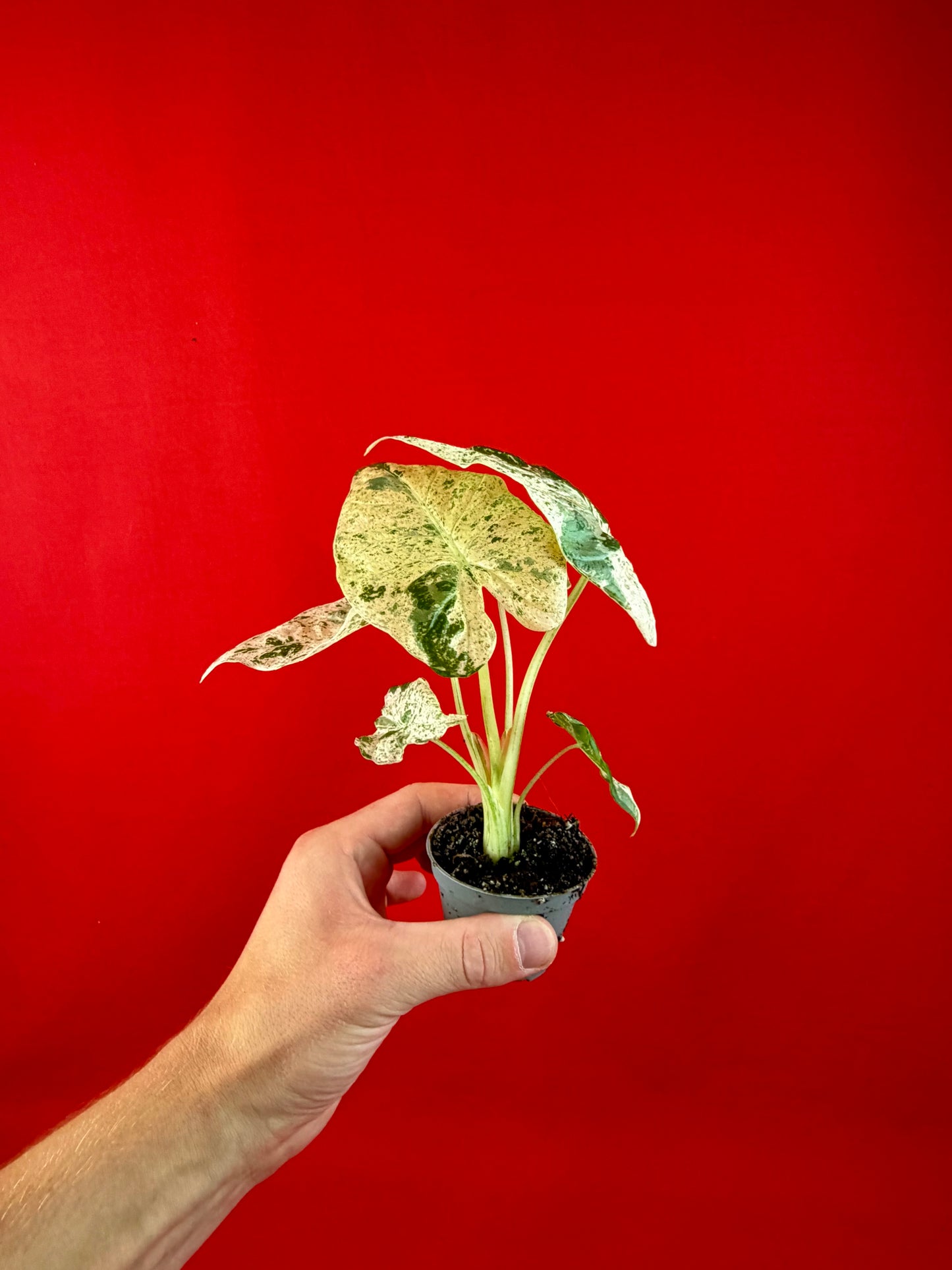 Alocasia macrorrhizos 'Camouflage' (s)