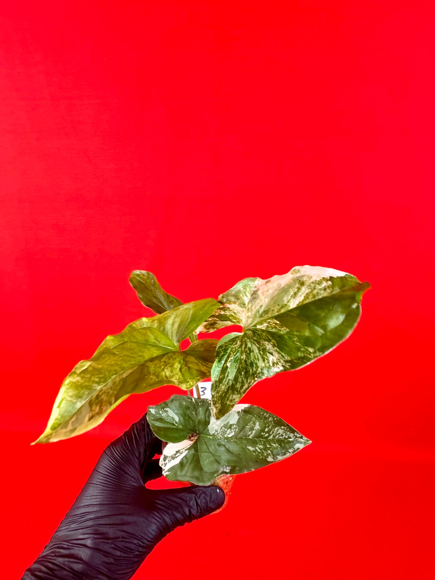 Syngonium Variegata (s)