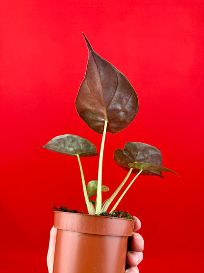 Alocasia wentii ‘Aurea‘