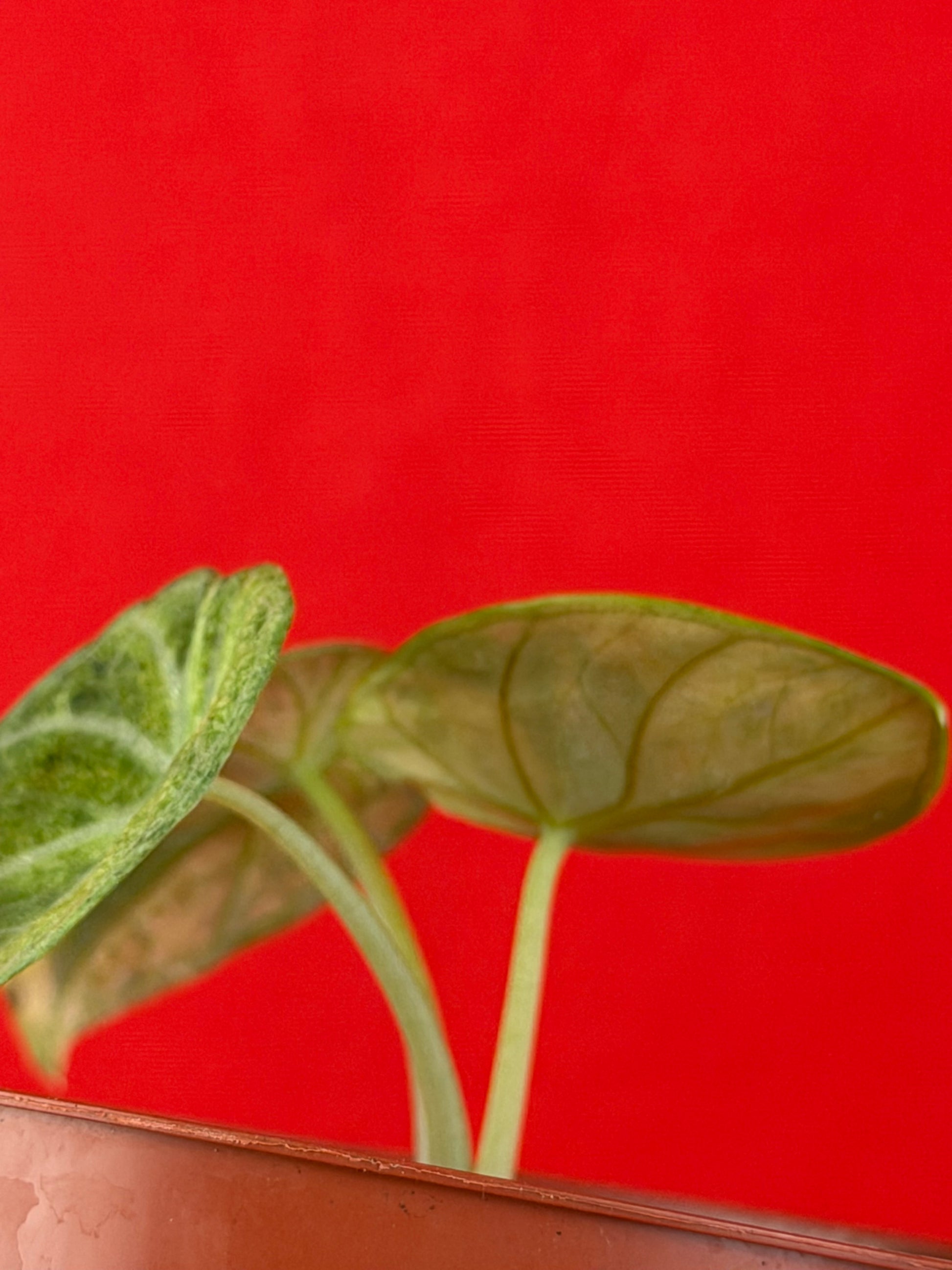 Alocasia Ninja Aurea Variegata - LUplnts