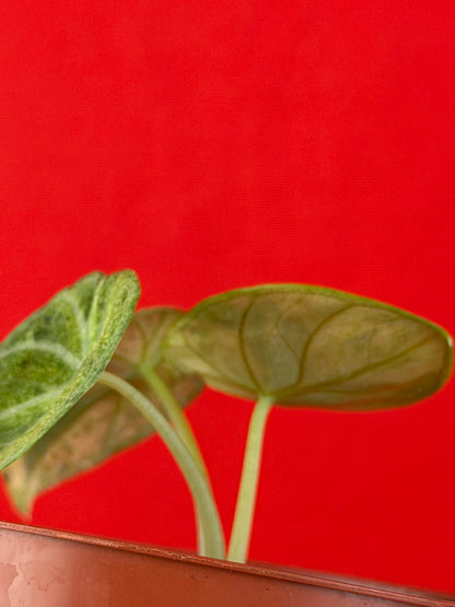 Alocasia Ninja Aurea Variegata - LUplnts