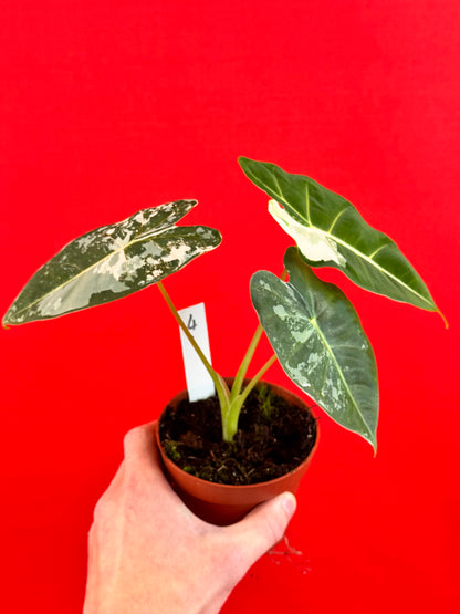 Alocasia micholitziana Frydek Variegata