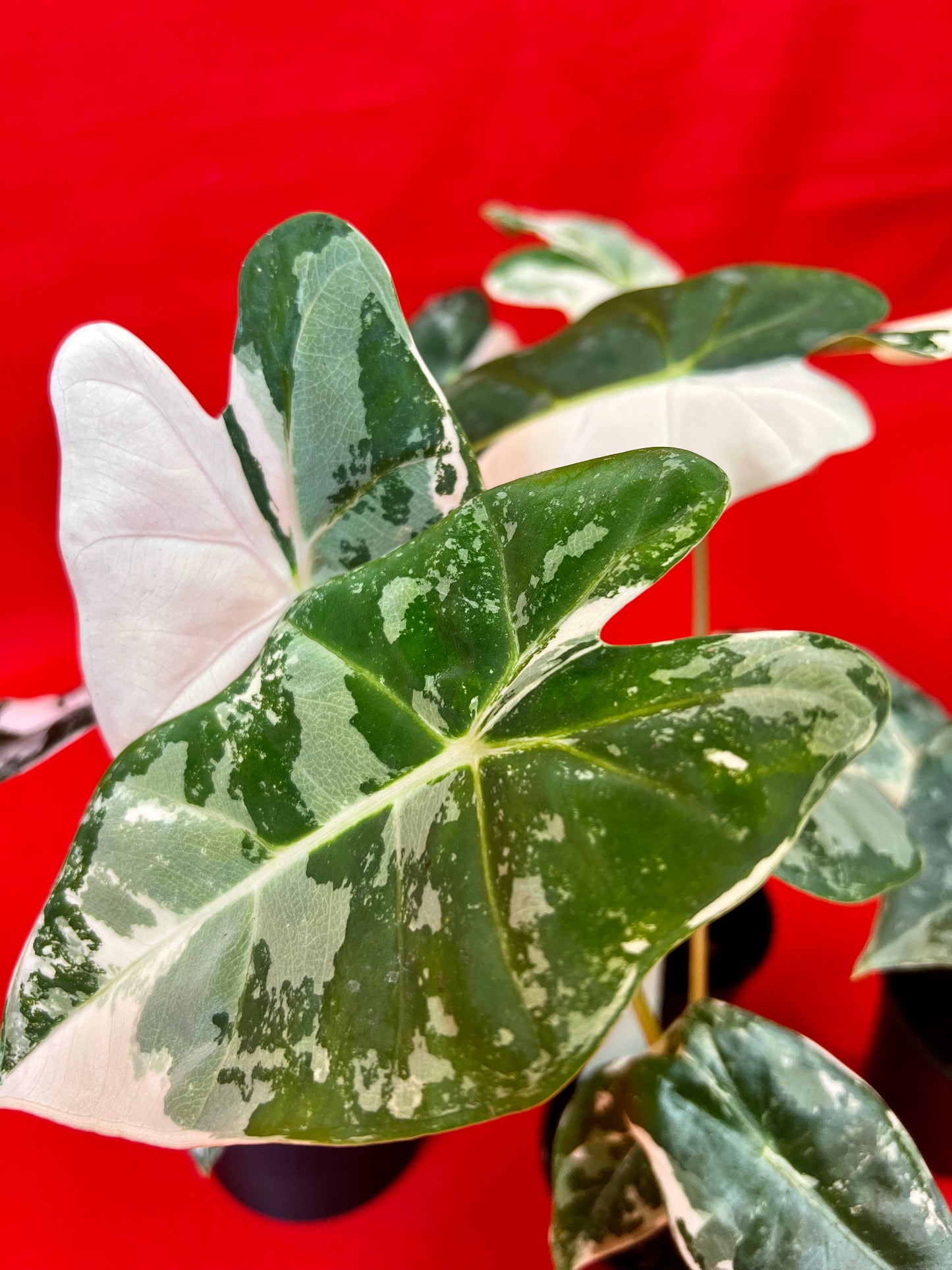 Alocasia micholitziana 'Frydek Variegata' (s) - LUplnts