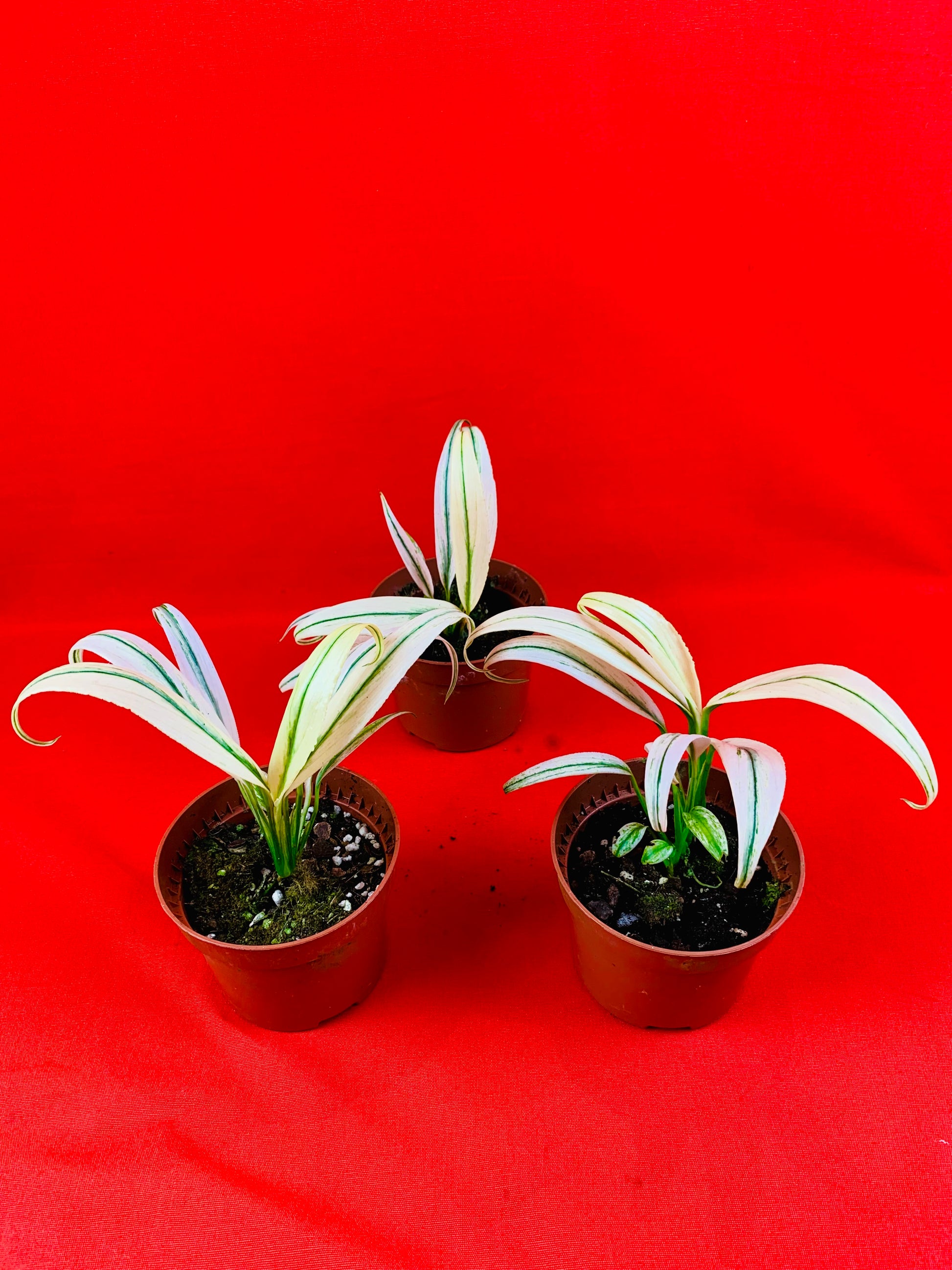 Epipremnum Amplissimum Variegata - LUplnts