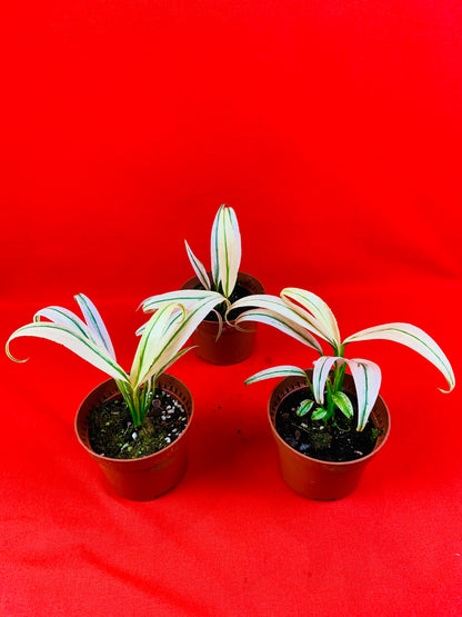 Epipremnum Amplissimum Variegata - LUplnts